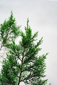 Close-up of pine tree
