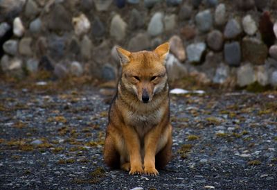 Portrait of fox sitting on field against stone wall