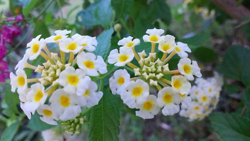 Close-up of white flowers blooming outdoors