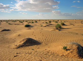 Scenic view of sandy beach