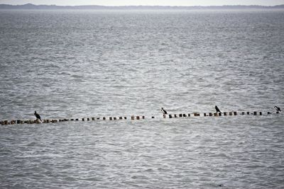 Birds swimming in sea