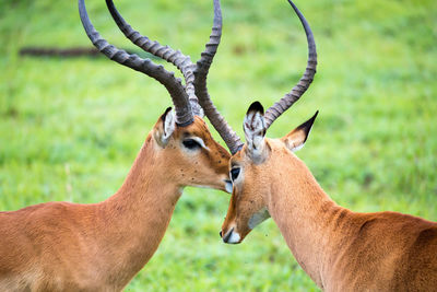 Deer in a field