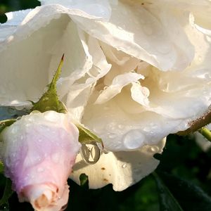 Close-up of wet white rose flower