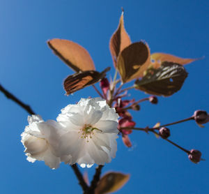 Low angle view of flowers on branch