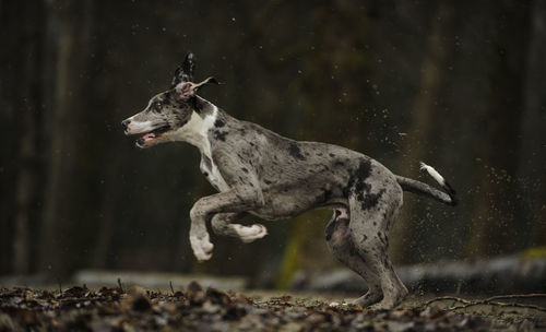 Dog on field