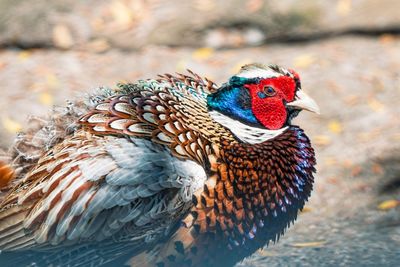 Close-up of peacock