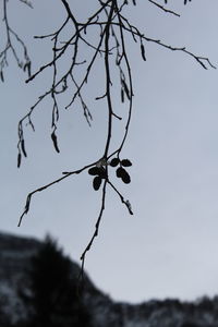 Low angle view of bare tree against clear sky