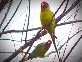 Low angle view of parrot perching on tree against sky