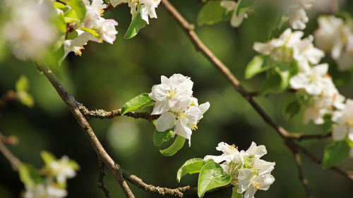 Close-up of white cherry blossom tree