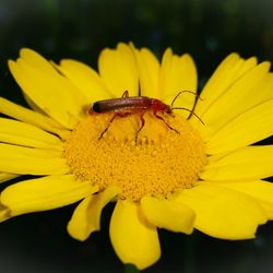 Close-up of bee pollinating on yellow flower