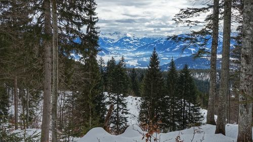 Pine trees on snowcapped mountains against sky