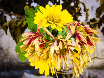 Close-up of yellow flowers blooming outdoors