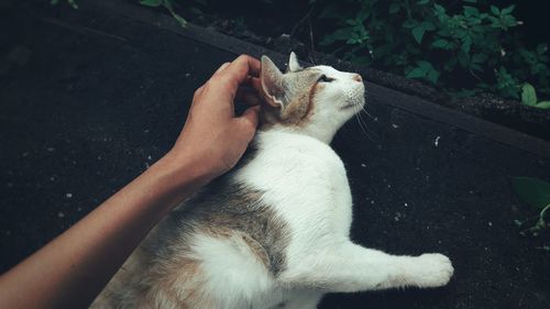 Midsection of person holding cat