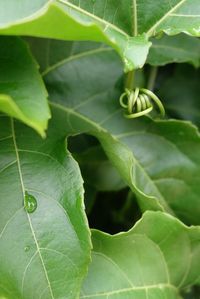 Close-up of insect on plant