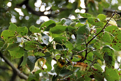 Close-up of fruits growing on tree