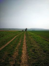 Scenic view of field against clear sky