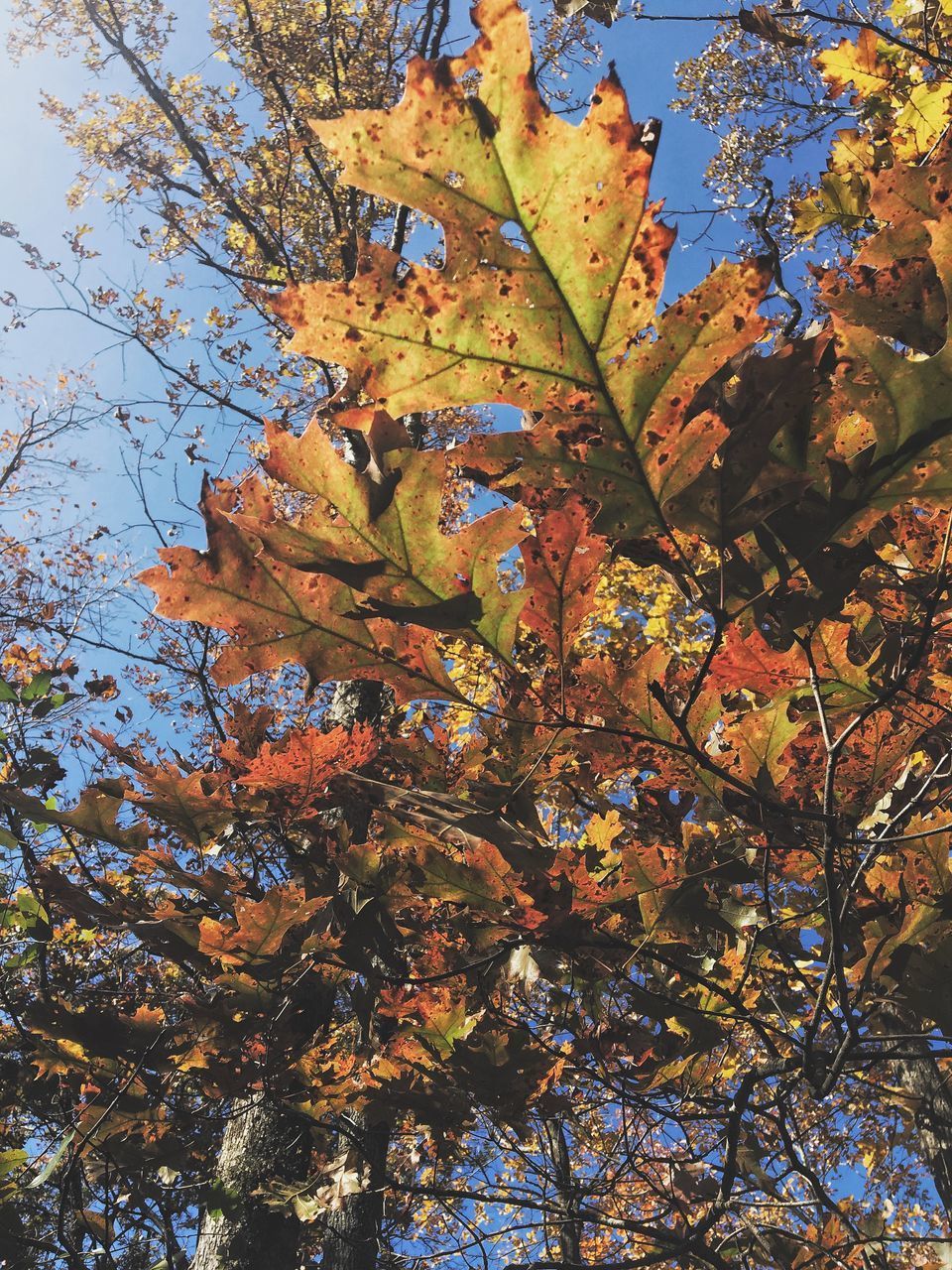 LOW ANGLE VIEW OF MAPLE LEAVES AGAINST SKY