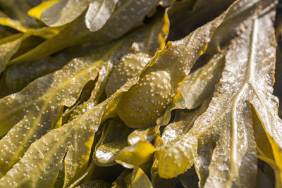 Close-up of raindrops on leaves