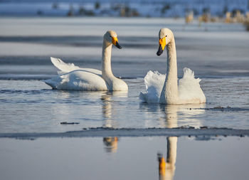 Whooper swans swimming in lake