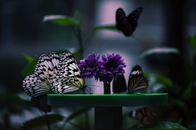 Close-up of butterflies on table