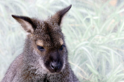 Close-up of wallaby