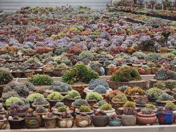 Full frame shot of succulent plants in greenhouse