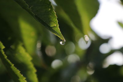 Close-up of water drops on plant leaves