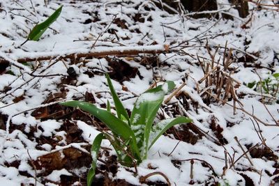 Close-up of plants during winter