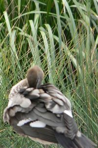 Close-up of bird on field