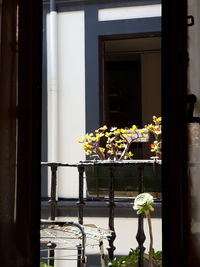 Potted plant against window of building