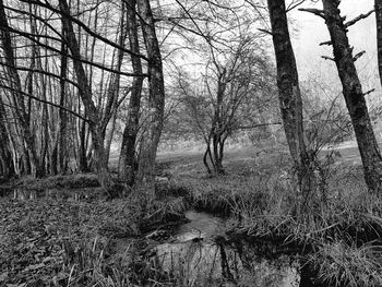 Full frame shot of bare trees in forest