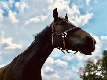 Close-up of a horse against sky