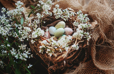 High angle view of eggs in nest