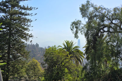 tree