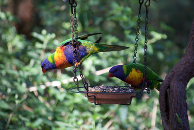 Rainbow lorikeets perching on feeder