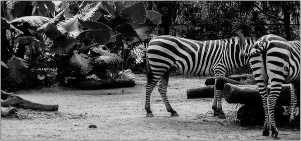 View of zebras in zoo