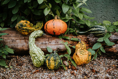 Close-up of pumpkin pumpkins