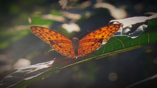 Close-up of butterfly pollinating flower