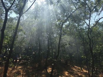 Low angle view of trees in forest