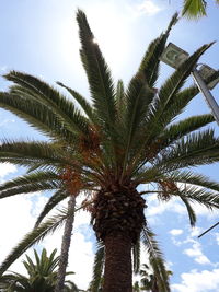 Low angle view of palm tree against sky