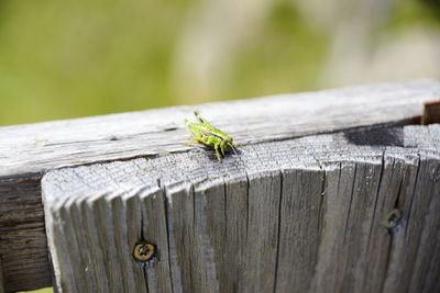 Close-up of insect on wood