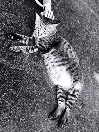 High angle view of cat