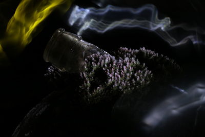 Close-up of purple flower against black background