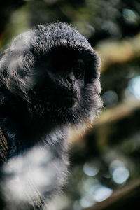 Close-up of a monkey