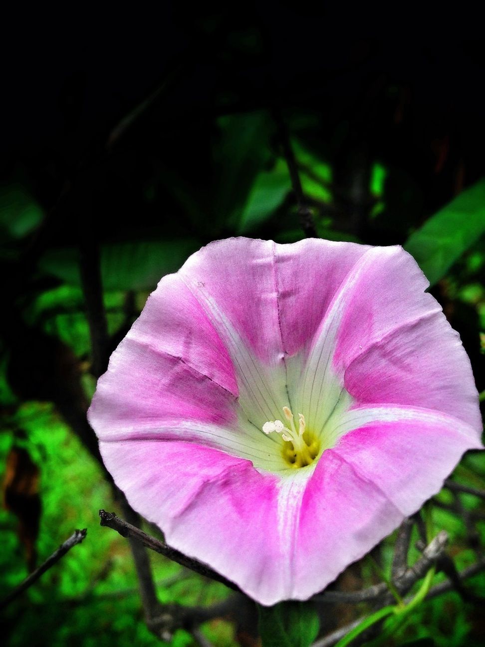 Convolvulus