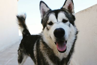 Close-up portrait of dog