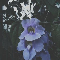 Close-up of purple flowering plant