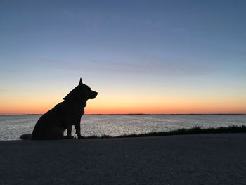 Silhouette dog on beach against sky during sunset