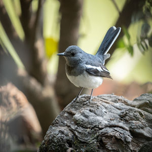 Close-up of bird perching on rock