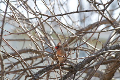 Bird perching on branch